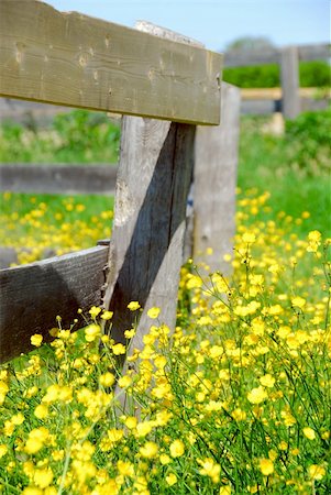 simsearch:400-04439518,k - Yellow buttercups growing near farm fence in a green meadow Stock Photo - Budget Royalty-Free & Subscription, Code: 400-03927748