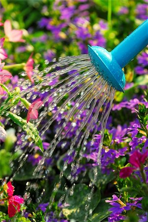Close up on water pouring from watering can onto blooming flower bed Stock Photo - Budget Royalty-Free & Subscription, Code: 400-03927777