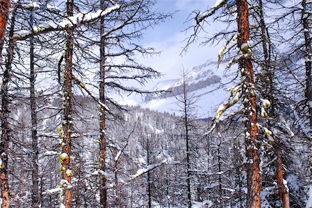 simsearch:400-04436466,k - Winter mountain landscape with eastern larch trees in Canadian Rockies Stock Photo - Budget Royalty-Free & Subscription, Code: 400-03927779