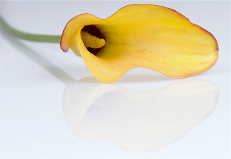 simsearch:400-03957427,k - yellow arum isolated over white background with reflection Foto de stock - Super Valor sin royalties y Suscripción, Código: 400-03927817