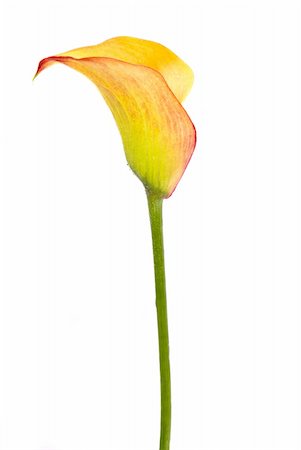 simsearch:400-03911104,k - yellow arum isolated over white background Photographie de stock - Aubaine LD & Abonnement, Code: 400-03927818