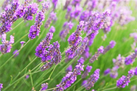 simsearch:400-03928421,k - Botanical background of blooming purple lavender herb Stockbilder - Microstock & Abonnement, Bildnummer: 400-03928419