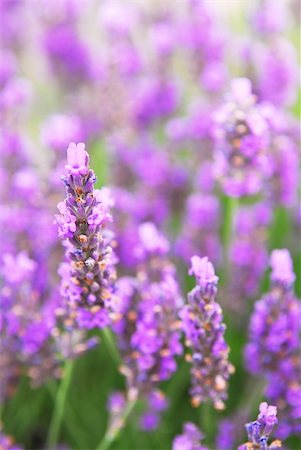 simsearch:400-03928421,k - Botanical background of blooming purple lavender herb Stockbilder - Microstock & Abonnement, Bildnummer: 400-03928420