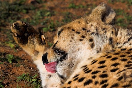 simsearch:400-03930149,k - Cheetah cleaning its paw Stock Photo - Budget Royalty-Free & Subscription, Code: 400-03928438