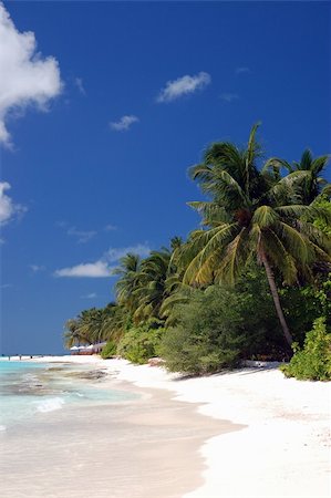 simsearch:614-03648464,k - tropical maldivian beach with turquoise water, coconut palms and coral sand Foto de stock - Super Valor sin royalties y Suscripción, Código: 400-03928466