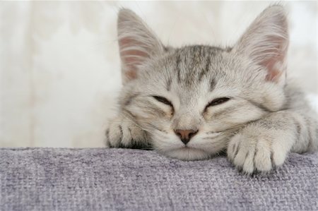 The small grey kitten sleeps on a sofa Photographie de stock - Aubaine LD & Abonnement, Code: 400-03928581