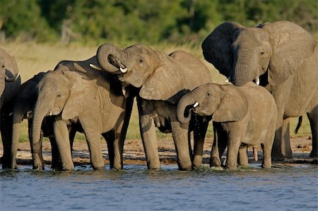 simsearch:700-00170352,k - Herd of African elephants (Loxodonta africana) at a waterhole, Hwange National Park, Zimbabwe Stockbilder - Microstock & Abonnement, Bildnummer: 400-03928715