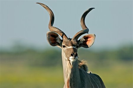 simsearch:400-03943816,k - Portrait of a male Kudu antelope, (Tragelaphus strepsiceros), Etosha National Park, Namibia Stock Photo - Budget Royalty-Free & Subscription, Code: 400-03928729