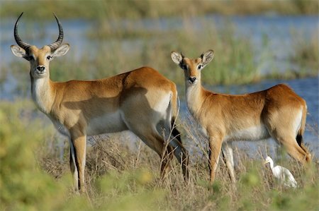 simsearch:400-03943787,k - Two female red lechwe antelopes (Kobus leche), Chobe National Park, Botswana Stock Photo - Budget Royalty-Free & Subscription, Code: 400-03928730