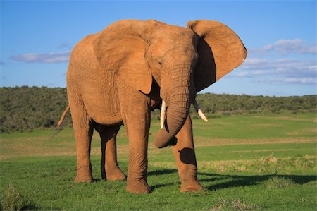 simsearch:400-04479869,k - African Elephant Photographie de stock - Aubaine LD & Abonnement, Code: 400-03928806