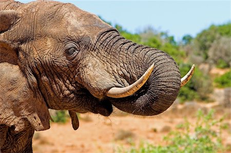 simsearch:400-05025714,k - Close up of an elephant drinking water Foto de stock - Super Valor sin royalties y Suscripción, Código: 400-03928803