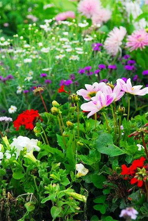 simsearch:400-04416181,k - Blooming colorful flowerbeds in Versailles gardens, France. Fotografie stock - Microstock e Abbonamento, Codice: 400-03928838