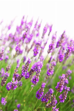 simsearch:400-03928421,k - Botanical background of lavender herb isolated on white Stockbilder - Microstock & Abonnement, Bildnummer: 400-03928853