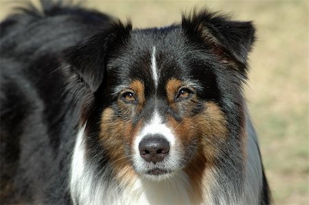 A beautiful tricolor Australian Shepherd dog head portrait with cute expression in the face watching other dogs in the park outdoors Photographie de stock - Aubaine LD & Abonnement, Code: 400-03928909