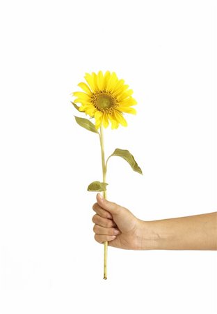 Isolated hands holding a sunflower Stock Photo - Budget Royalty-Free & Subscription, Code: 400-03928940