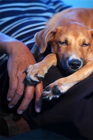 Brown dog sleeping beside her senior human.Unconditional love between human and animal. Stock Photo - Budget Royalty-Free & Subscription, Code: 400-03929010