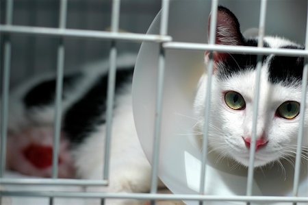 An injured cat wearing a cone collar resting in her cage at vet. Stock Photo - Budget Royalty-Free & Subscription, Code: 400-03929013