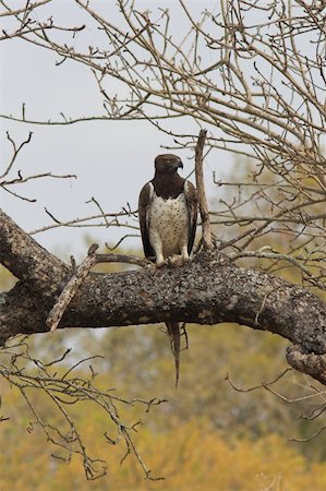 simsearch:400-06088878,k - Martial Eagle sitting on a branch with a lizzard in its claws Photographie de stock - Aubaine LD & Abonnement, Code: 400-03929083