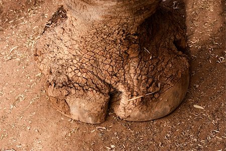 simsearch:400-04455503,k - close up image of a rhinoceros foot Stock Photo - Budget Royalty-Free & Subscription, Code: 400-03929159