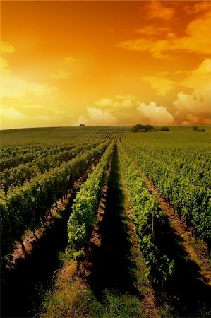 simsearch:400-05750331,k - a german vineyard near the rhein river Stockbilder - Microstock & Abonnement, Bildnummer: 400-03929271