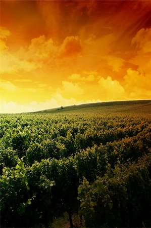 a german vineyard near the rhein river Stock Photo - Budget Royalty-Free & Subscription, Code: 400-03929291