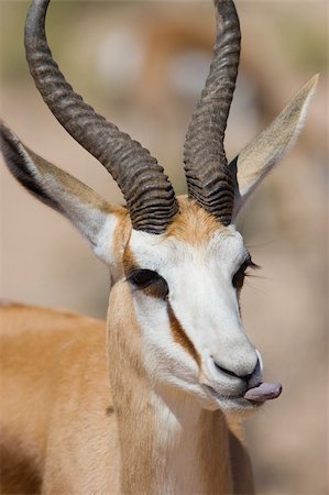 springbok - Male Springbok Photographie de stock - Aubaine LD & Abonnement, Code: 400-03929332