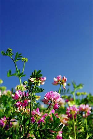 simsearch:400-05287751,k - Summer meadow with blooming pink flowers crown vetch and bright blue sky Fotografie stock - Microstock e Abbonamento, Codice: 400-03929391