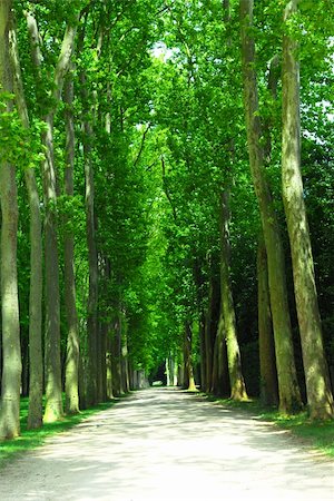 simsearch:700-01111724,k - Road surrounded by old green trees in Versailles gardens, France. Foto de stock - Super Valor sin royalties y Suscripción, Código: 400-03929392