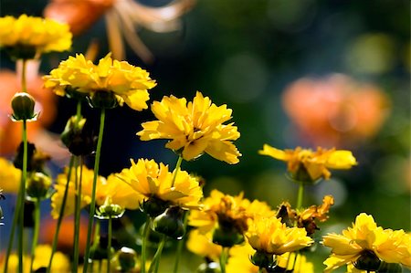 florist background - flower in the garden Photographie de stock - Aubaine LD & Abonnement, Code: 400-03929423
