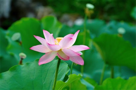 simsearch:400-04424294,k - Single lotus flower among the pads (lotus leave) Stock Photo - Budget Royalty-Free & Subscription, Code: 400-03929460