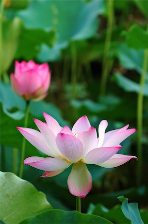 simsearch:400-04424294,k - The blooming of lotus flower with the background of green leaves Stock Photo - Budget Royalty-Free & Subscription, Code: 400-03929461