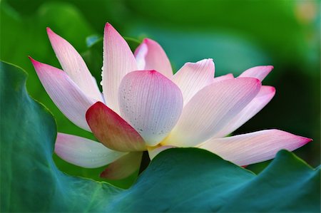 simsearch:400-04424294,k - Blooming of lotus flower behind a greed pad (leaf) Stock Photo - Budget Royalty-Free & Subscription, Code: 400-03929462