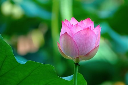 simsearch:400-04424294,k - An outstanding lotus flower beside a leaf Stock Photo - Budget Royalty-Free & Subscription, Code: 400-03929463