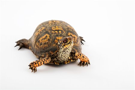 Adult Eastern Box Turtle  (Terrapene carolina carolina)  is a subspecies within a group of hinge-shelled turtles, normally called box turtles. T. c. carolina is native to an eastern part of the United States. Photographed in a studio on a white background Stock Photo - Budget Royalty-Free & Subscription, Code: 400-03929491