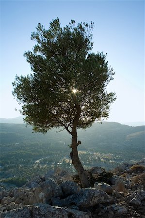 simsearch:862-08699572,k - Olive tree in backlight between the rocks of mount Tsampika, Rhodes Foto de stock - Super Valor sin royalties y Suscripción, Código: 400-03929751