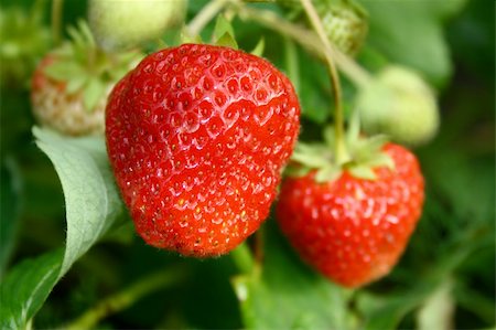 simsearch:400-04287445,k - Vase with the ripe fresh berries Stockbilder - Microstock & Abonnement, Bildnummer: 400-03929791