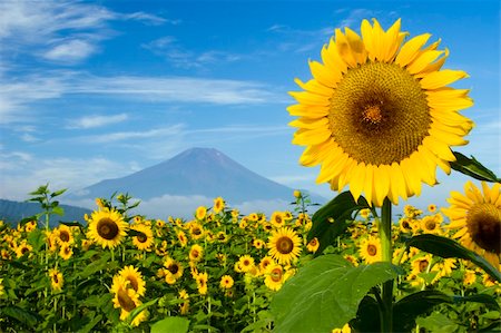 simsearch:400-04751722,k - A field of sunflowers with Mount Fuji in the background Stock Photo - Budget Royalty-Free & Subscription, Code: 400-03929894