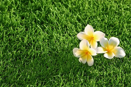 simsearch:633-02645339,k - grass background & flowers. Plumeria on the Grass Stock Photo - Budget Royalty-Free & Subscription, Code: 400-03920129