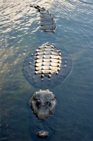 A crocodile floating in the river Stock Photo - Budget Royalty-Free & Subscription, Code: 400-03920265