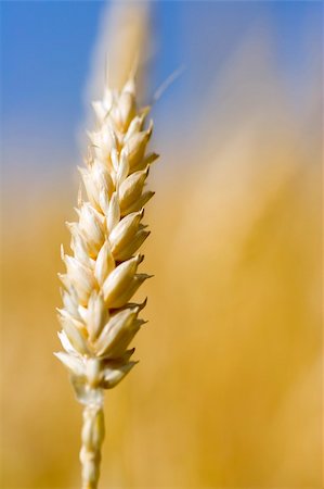 Close up of wheat nice detail background shallow depth of focus Stock Photo - Budget Royalty-Free & Subscription, Code: 400-03920695