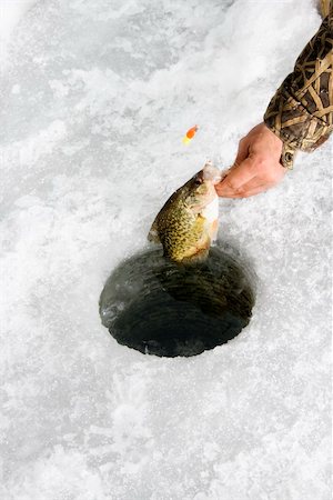 simsearch:862-03713220,k - Male hand pulling sunfish out of hole in frozen Green Lake in Minnesota. Stockbilder - Microstock & Abonnement, Bildnummer: 400-03920894