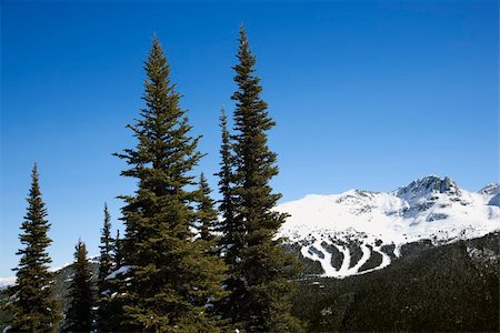 ski trail - Scenic of pine trees and mountain ski trails. Photographie de stock - Aubaine LD & Abonnement, Code: 400-03921735