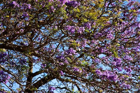 simsearch:400-03921767,k - Close-up of Jacaranda Tree blooming with purple flowers in Maui, Hawaii. Stock Photo - Budget Royalty-Free & Subscription, Code: 400-03921769