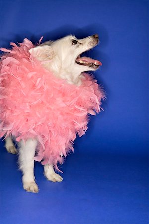 simsearch:400-04446187,k - Fluffy white dog wearing pink feather boa. Photographie de stock - Aubaine LD & Abonnement, Code: 400-03921781