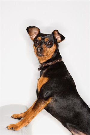 simsearch:400-04446187,k - Miniature Pinscher dog looking at viewer. Photographie de stock - Aubaine LD & Abonnement, Code: 400-03921799