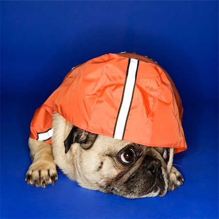 peeping fashion - Pug wearing hoodie jacket. Stock Photo - Budget Royalty-Free & Subscription, Code: 400-03921814