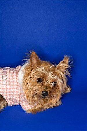 simsearch:400-04446187,k - Yorkshire Terrier dog wearing outfit. Photographie de stock - Aubaine LD & Abonnement, Code: 400-03921815