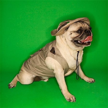 pug tongue - Pug dog wearing safari outfit. Stock Photo - Budget Royalty-Free & Subscription, Code: 400-03921810