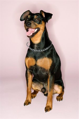 simsearch:400-04446187,k - Portrait of Miniature Pinscher sitting with mouth open against pink background. Photographie de stock - Aubaine LD & Abonnement, Code: 400-03921914