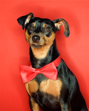 simsearch:400-04446187,k - Miniature Pinscher dog wearing red bowtie sitting against red background. Photographie de stock - Aubaine LD & Abonnement, Code: 400-03921915